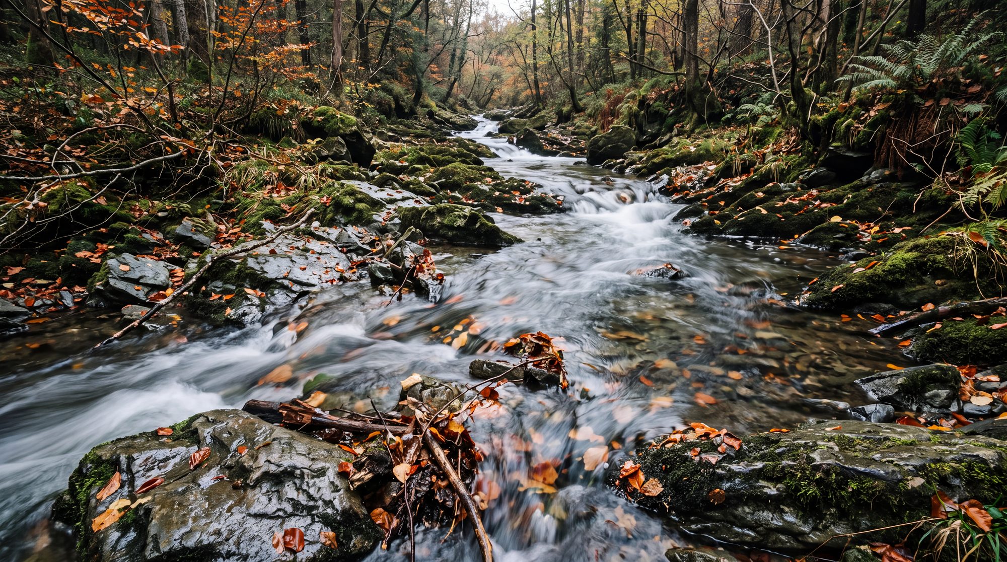 A forest stream carrying autumn leaves in its current, the inquiry continuing to move long after it began